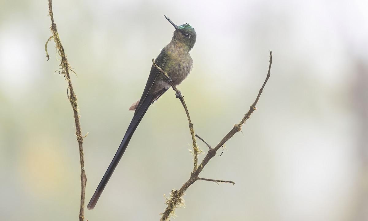 Violet-tailed Sylph - ML505283911