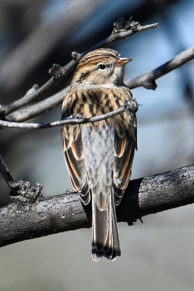 Chipping Sparrow - Kenneth Franklin