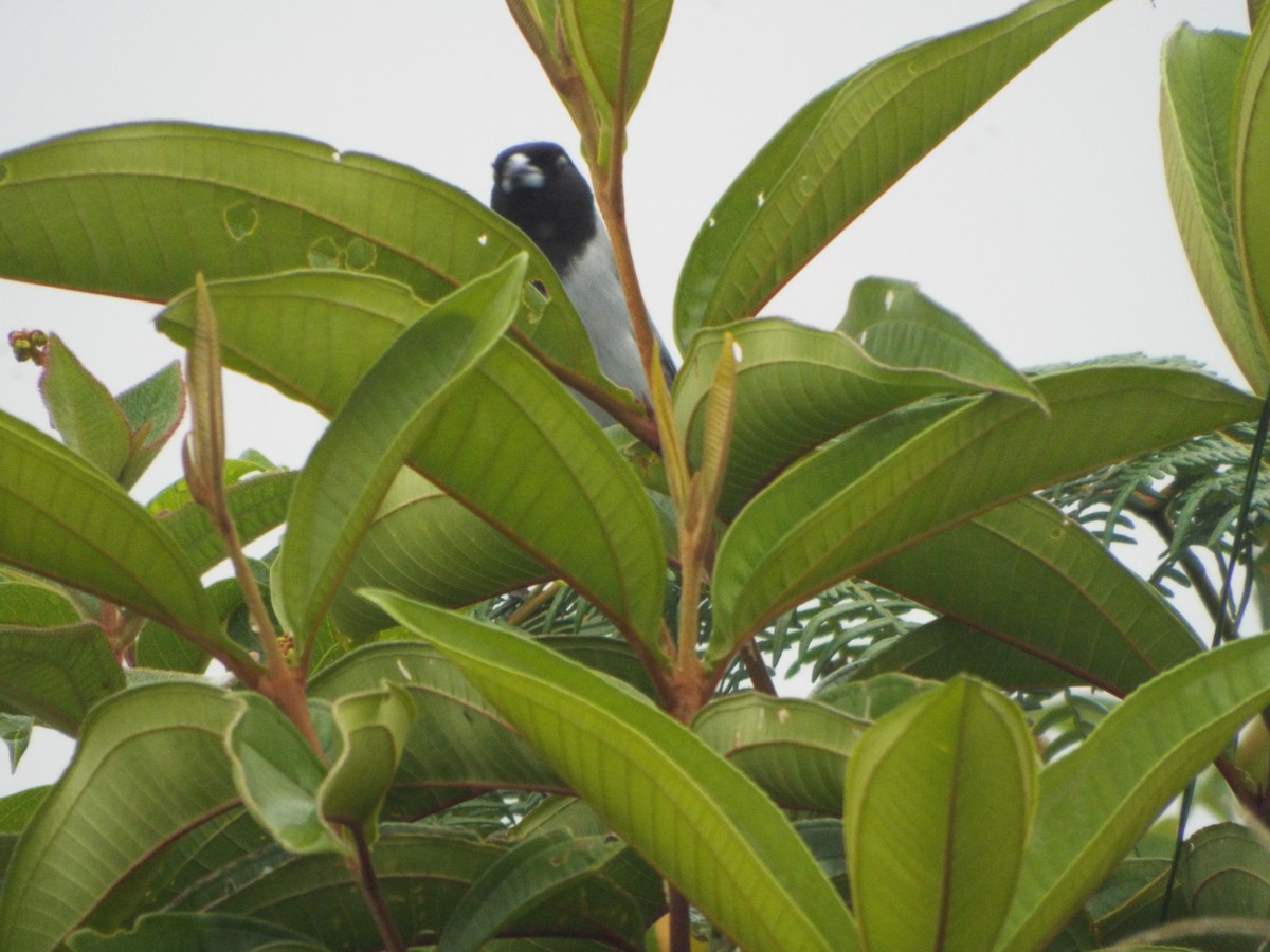 Black-faced Tanager - ML505291521