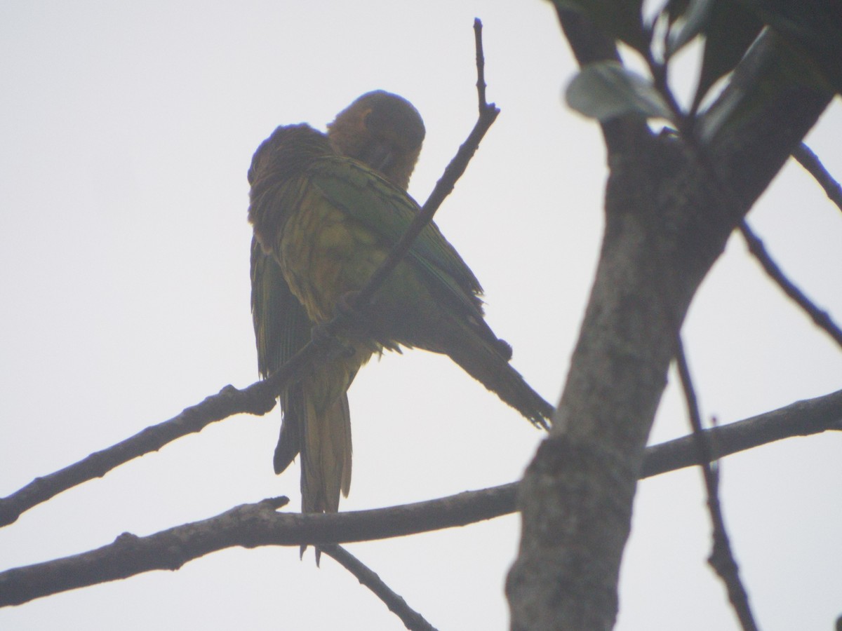 Brown-throated Parakeet - ML505292321