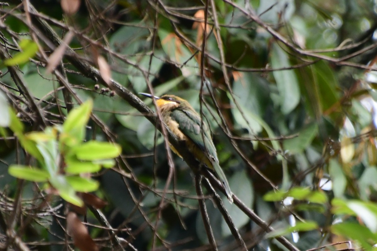 Cinnamon-chested Bee-eater - ML505292481