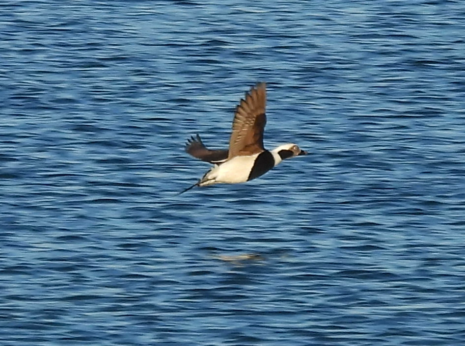 Long-tailed Duck - ML505292651