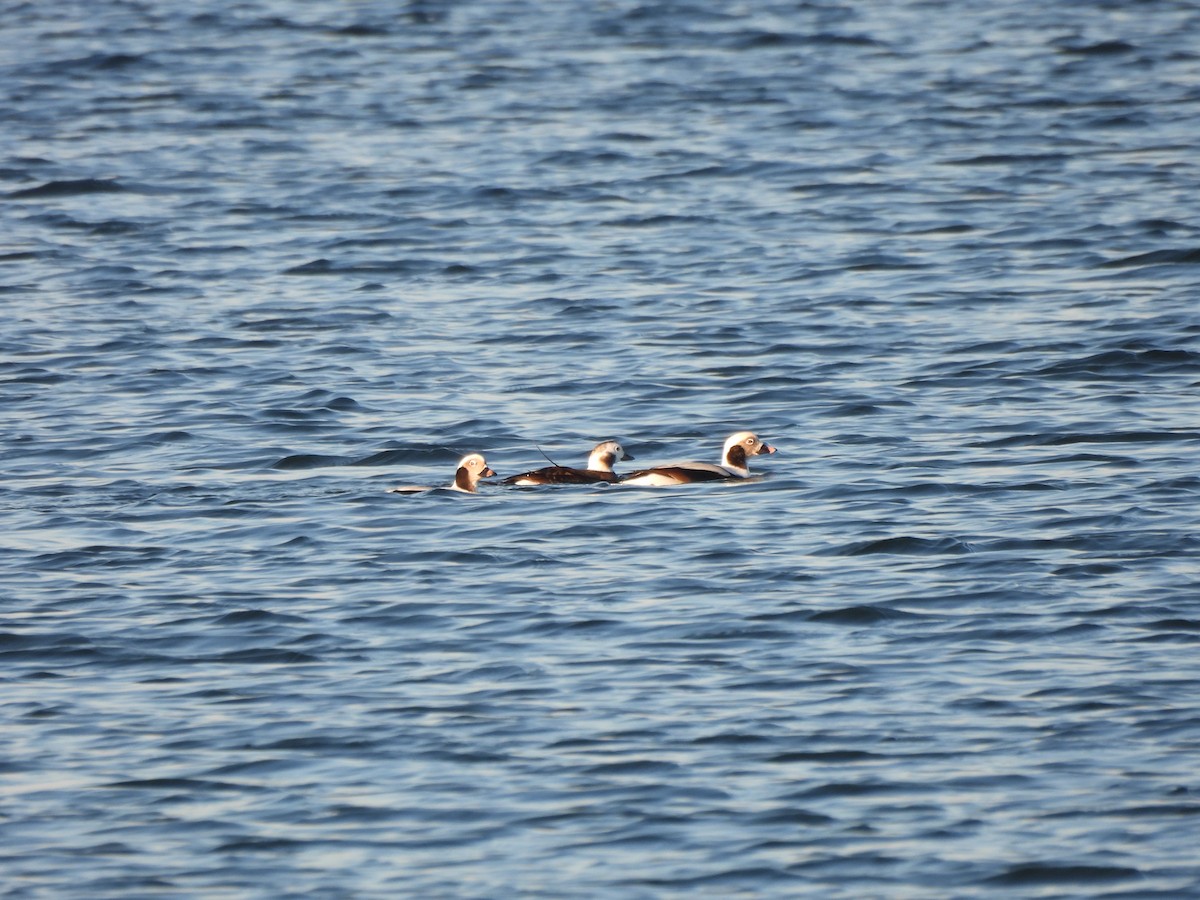 Long-tailed Duck - ML505292701