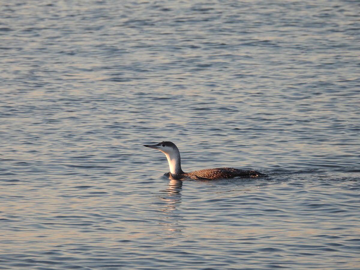 Red-throated Loon - ML505293181