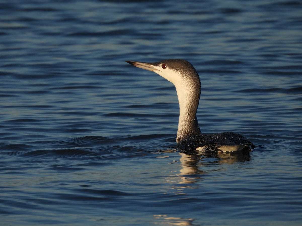 Red-throated Loon - ML505293231