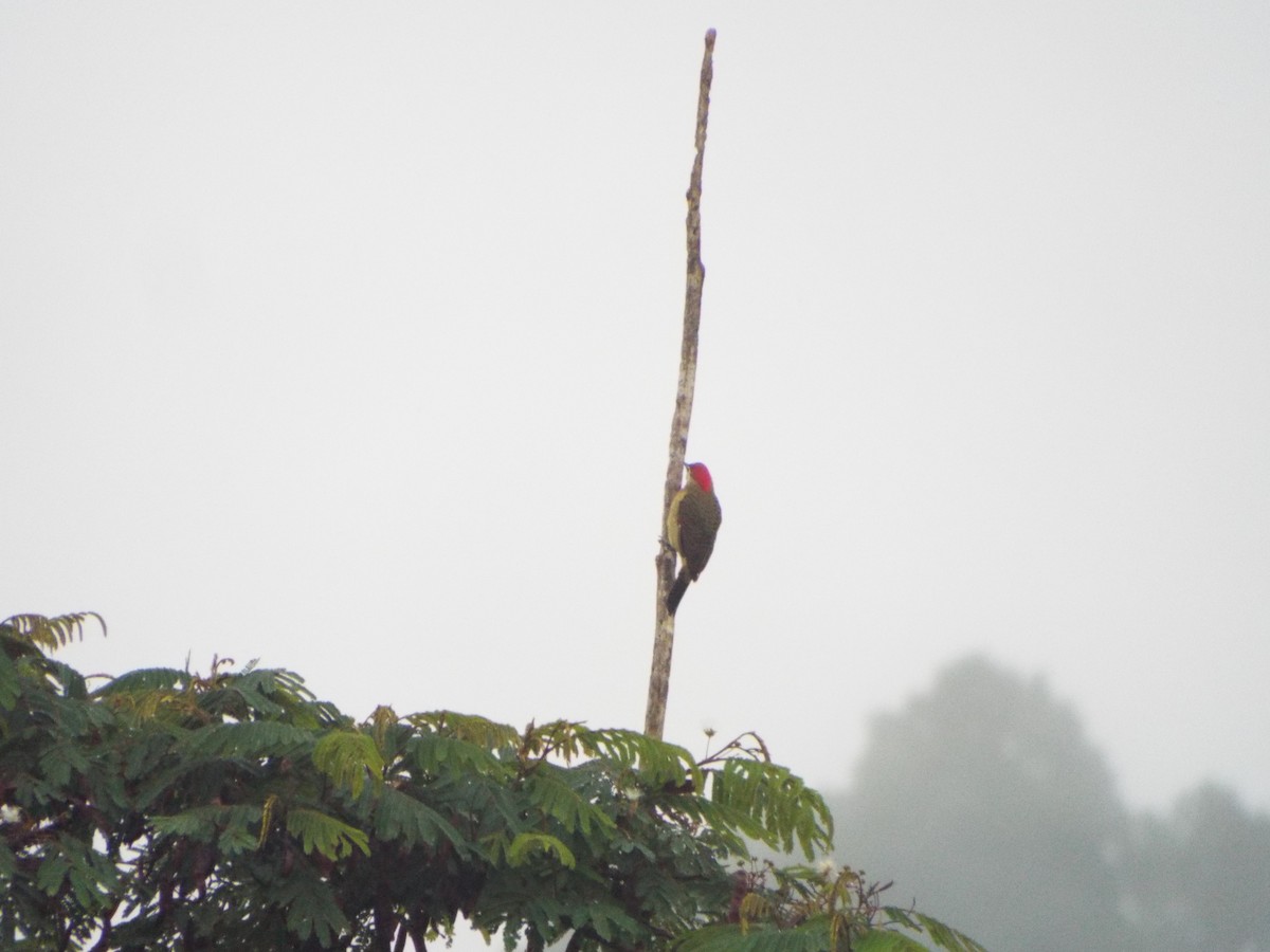 Golden-olive Woodpecker - ML505294491
