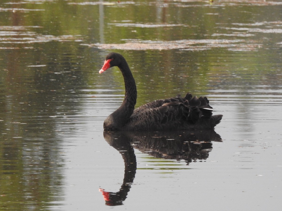 Black Swan - ML505299821