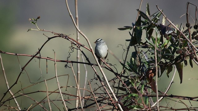 White-crowned Sparrow (Dark-lored) - ML505301421