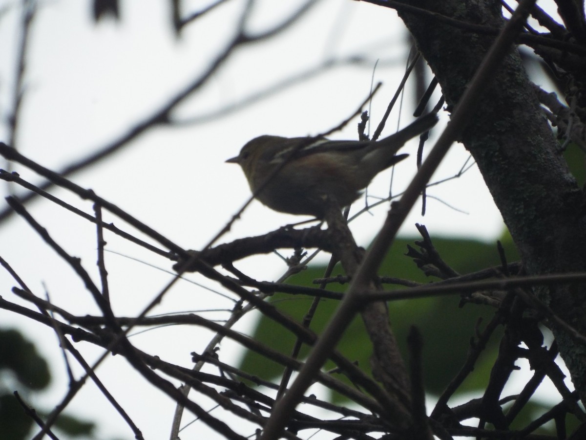 Bay-breasted Warbler - ML505304671
