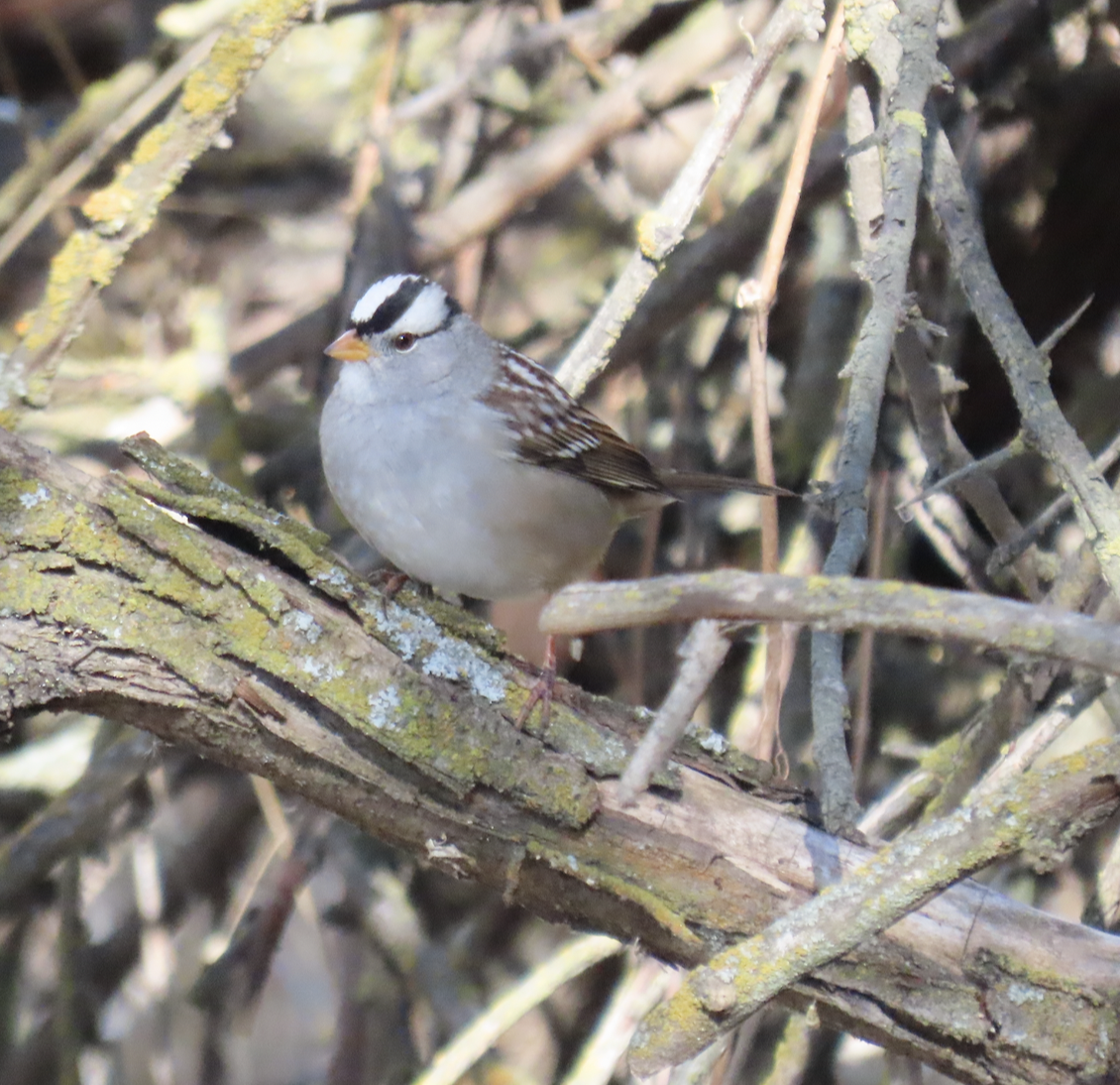White-crowned Sparrow - ML505309741