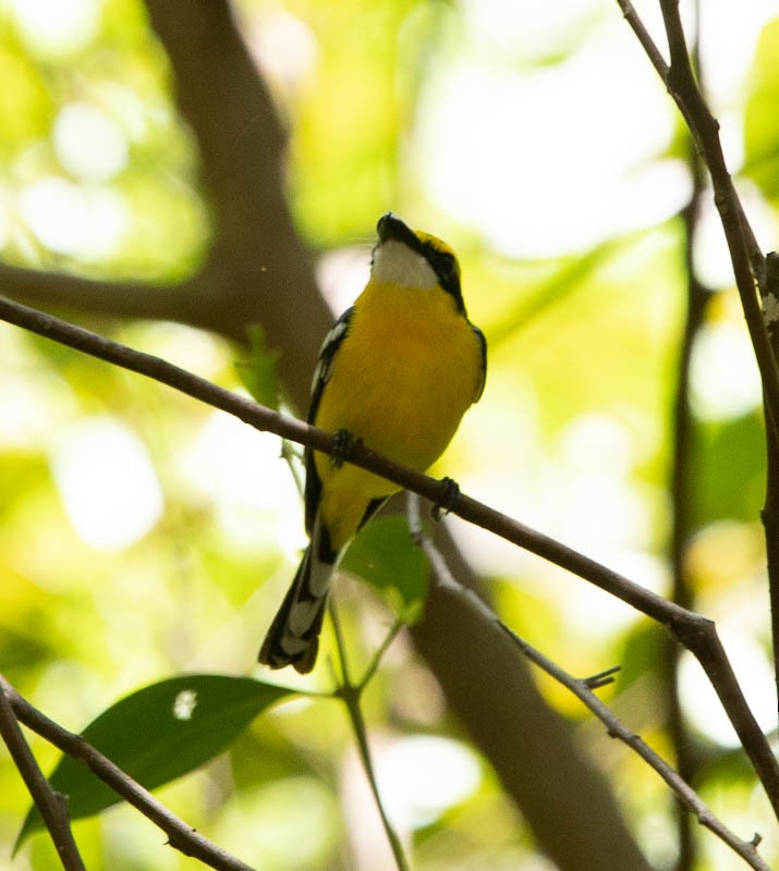 Yellow-breasted Boatbill - ML505325281