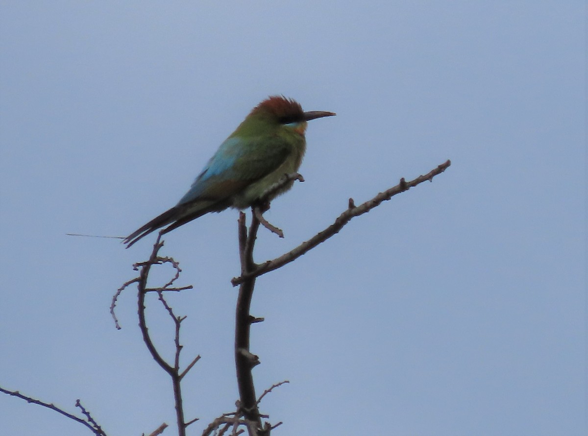 Rainbow Bee-eater - ML505325781