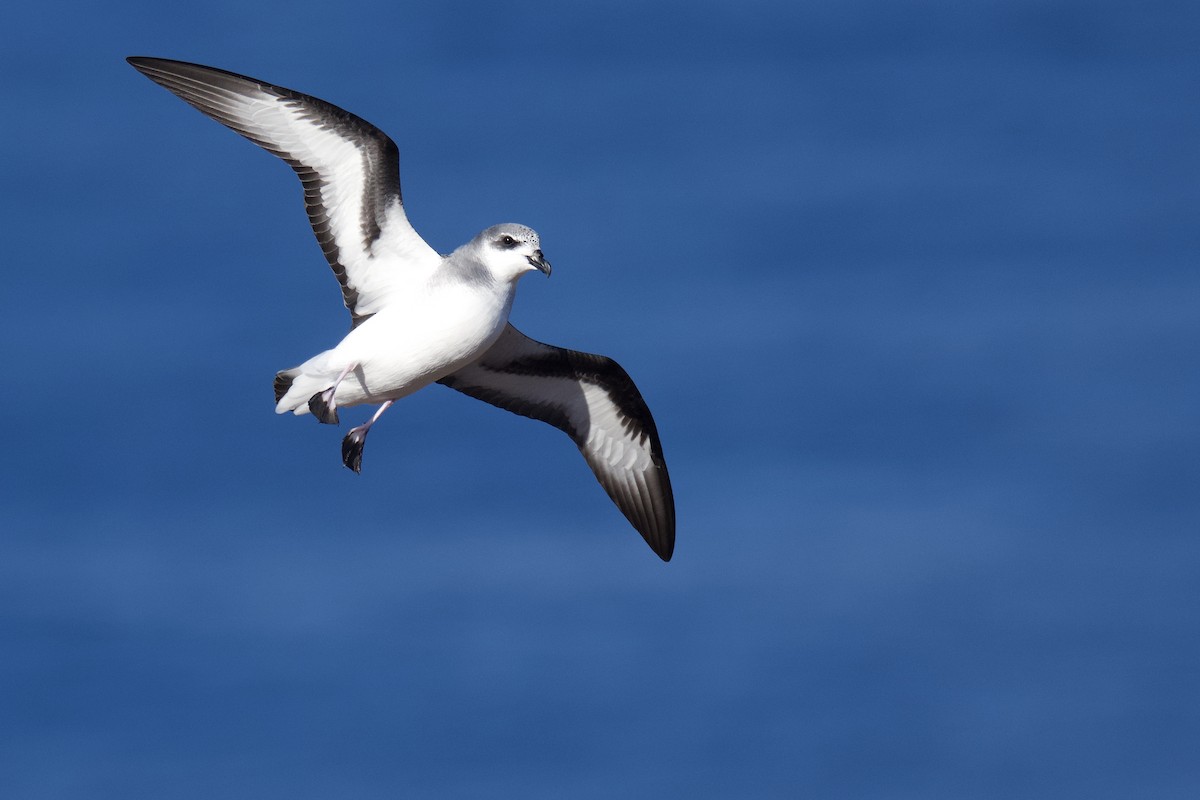 Black-winged Petrel - Anonymous
