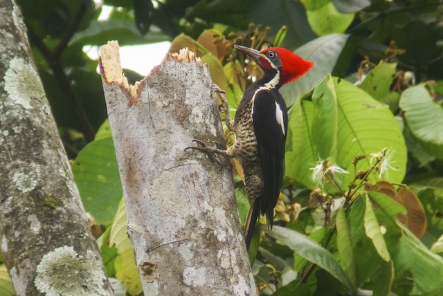 Lineated Woodpecker male (presumably subspecies fuscipennis) - Lineated Woodpecker - 