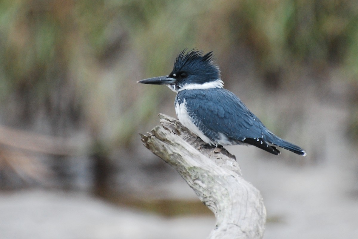 Belted Kingfisher - ML505332341