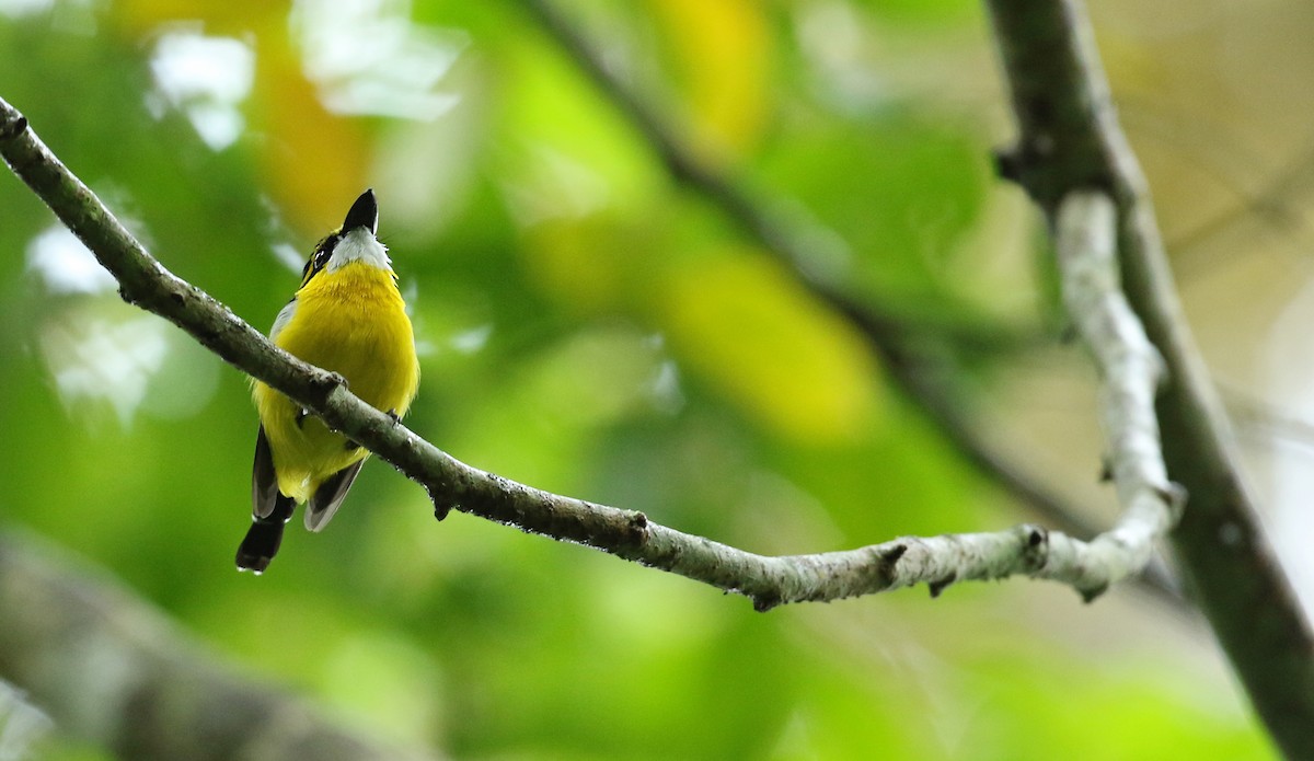 Yellow-breasted Boatbill - ML50533511