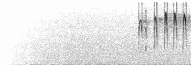 Серый пиохито - ML50533571