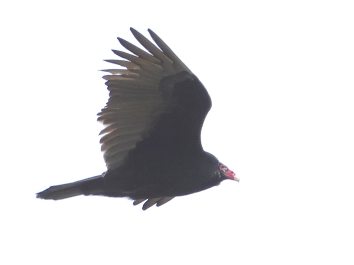 Turkey Vulture - ML505339791