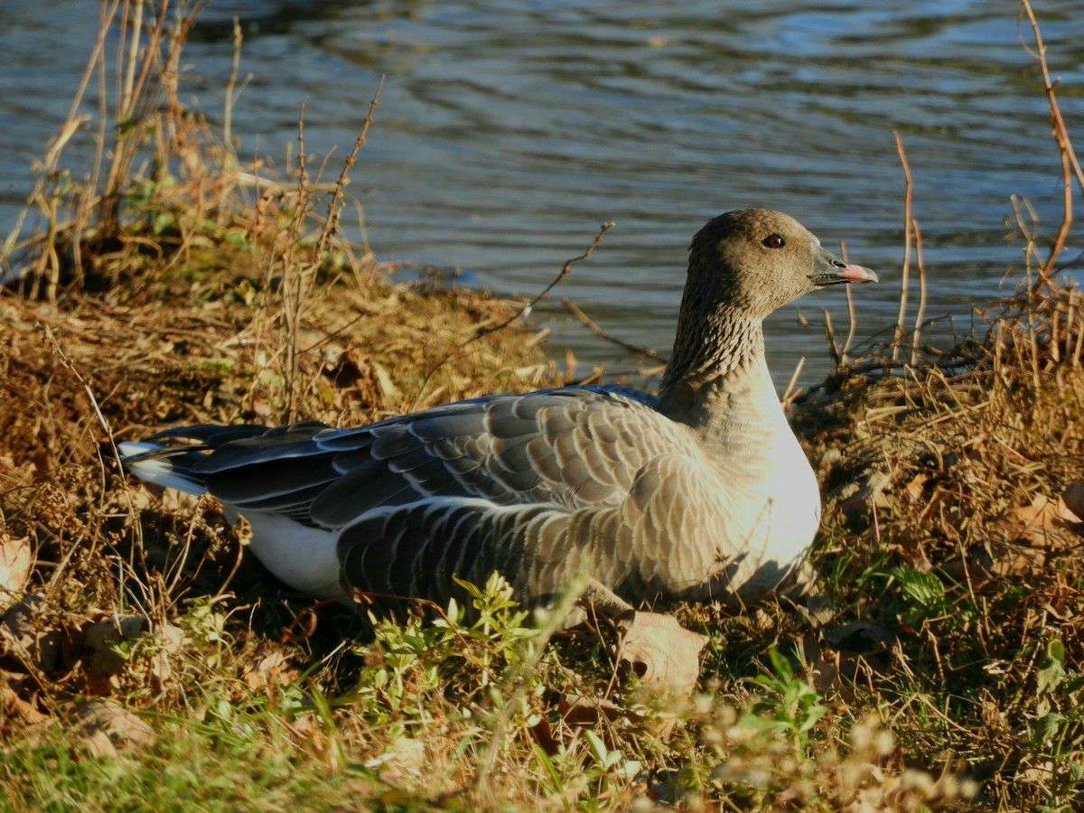 eBird Checklist 19 Nov 2022 Clear Creek Park, Lake Shelby Trail 5