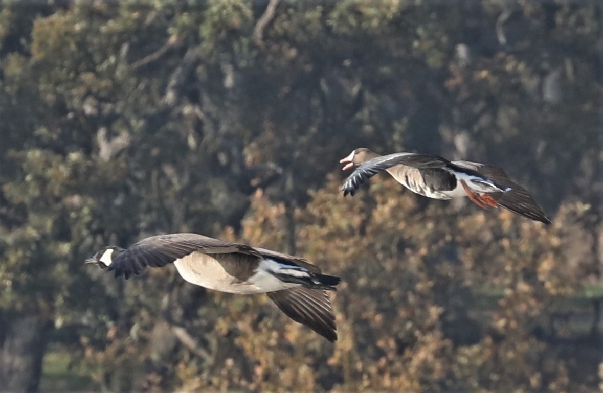 Greater White-fronted Goose - ML505346841