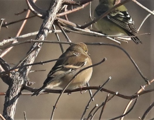 American Goldfinch - Pair of Wing-Nuts