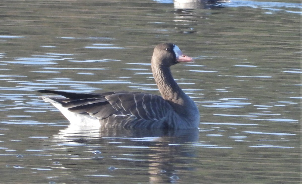 Greater White-fronted Goose - ML505348451