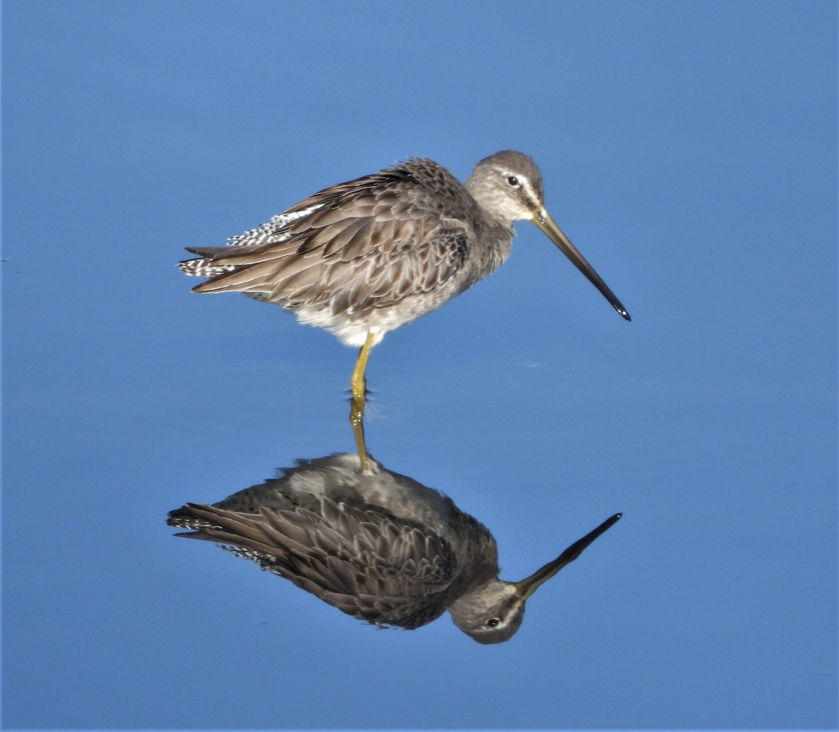 Long-billed Dowitcher - ML505348531