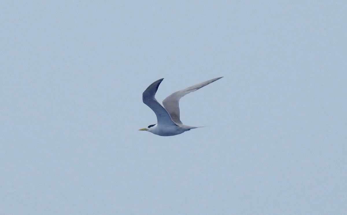 Great Crested Tern - ML505353281