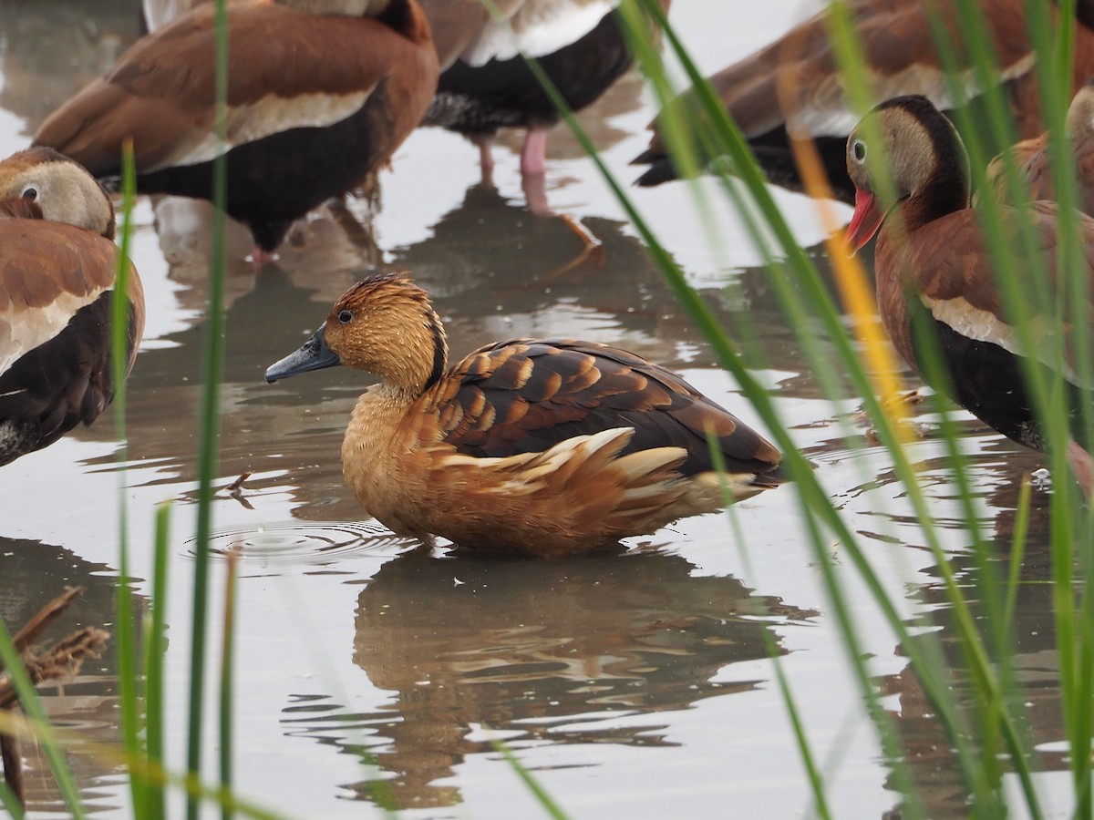 Fulvous Whistling-Duck - ML505353881
