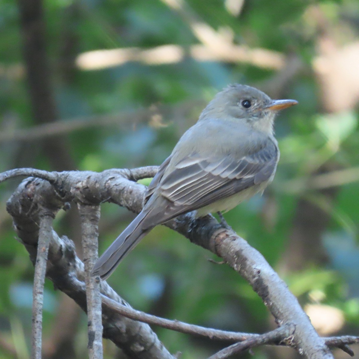 Greater Pewee - Amy Worell