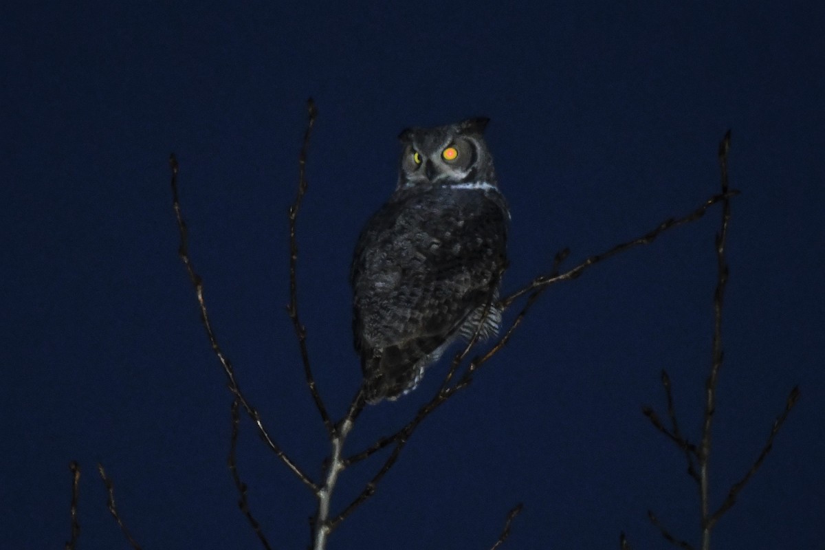 Great Horned Owl - ML505360421