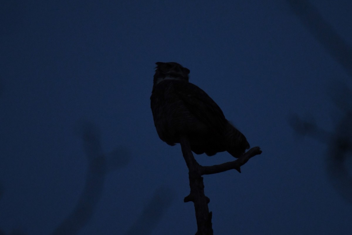 Great Horned Owl - ML505360461