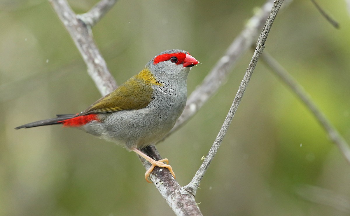 Red-browed Firetail - ML50536291
