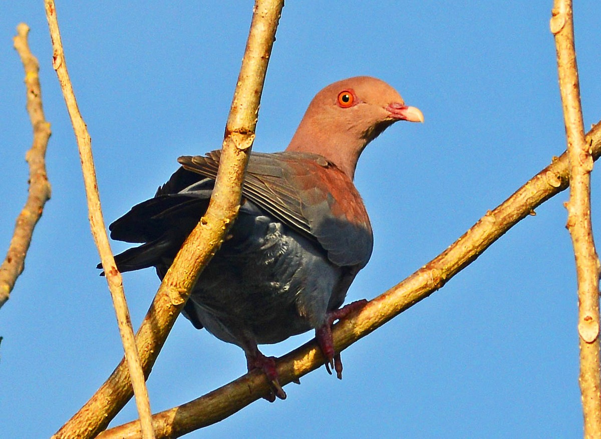 Red-billed Pigeon - Charles Hundertmark