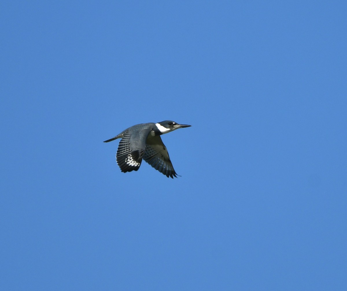 Belted Kingfisher - ML505366511