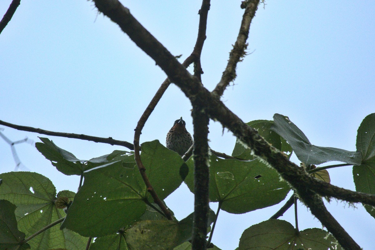 Rufous-throated Tanager - ML505374371