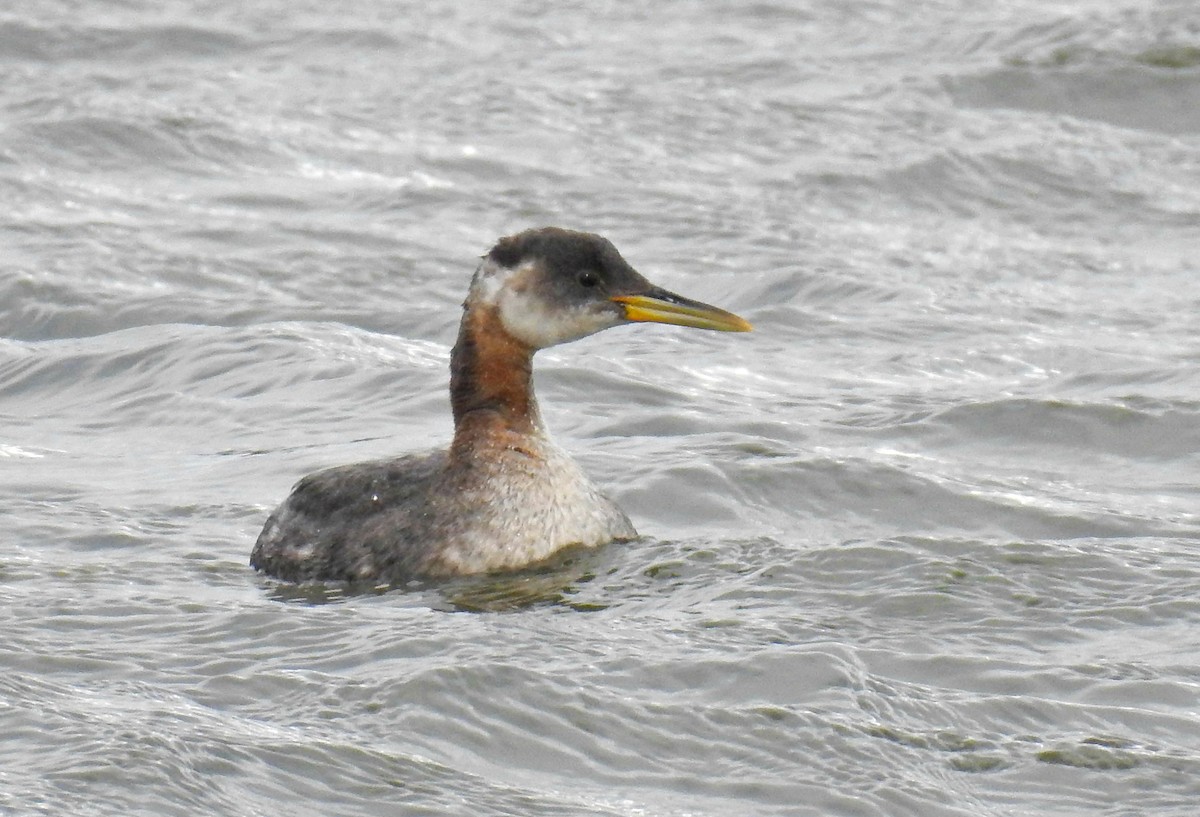 Red-necked Grebe - Joanne Muis Redwood