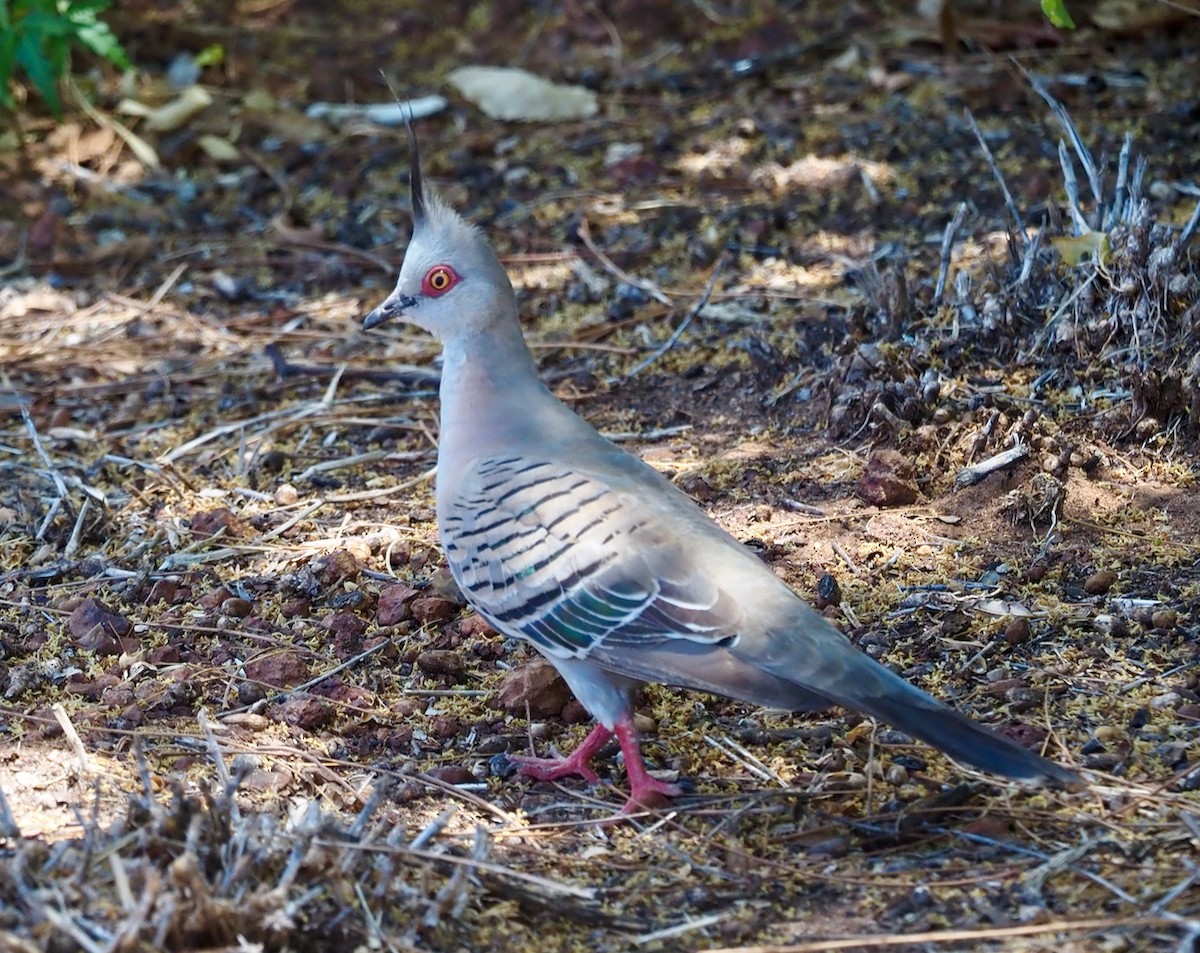 Crested Pigeon - ML505385181
