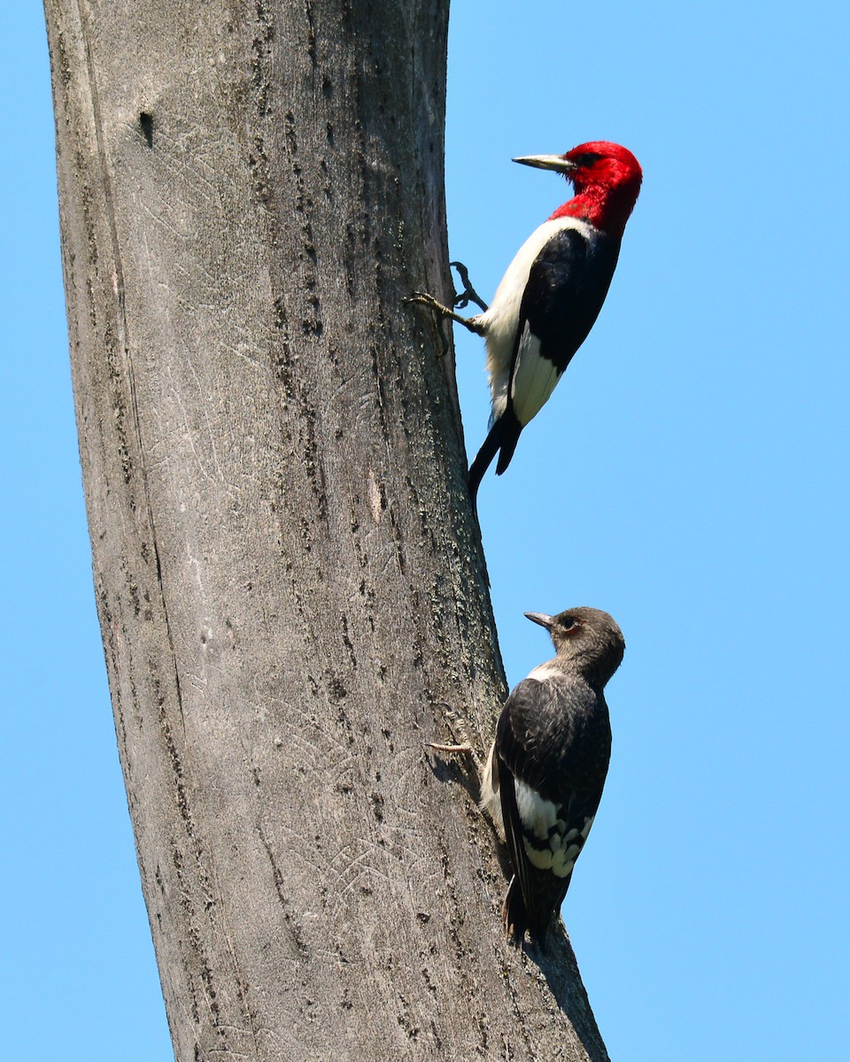 Red-headed Woodpecker - ML50538921