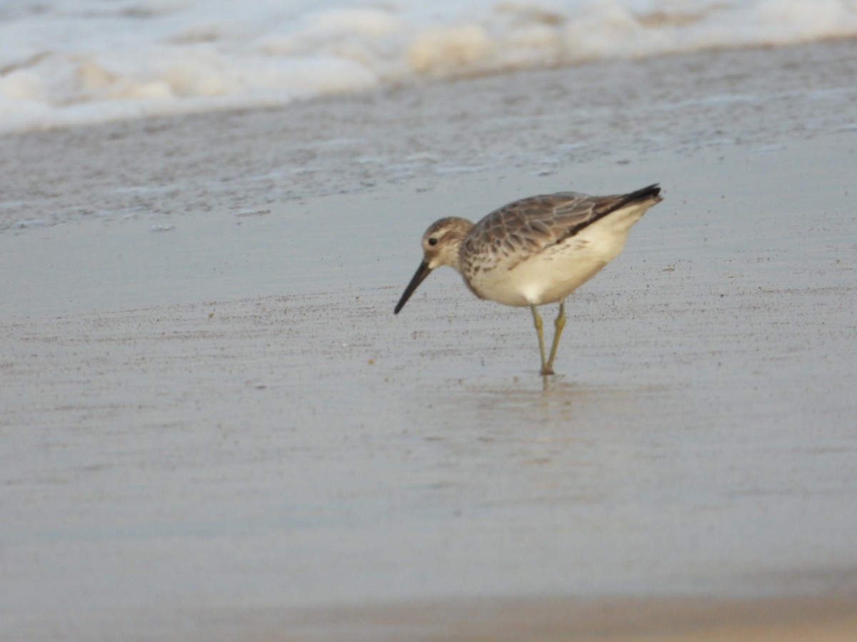 Great Knot - ML505390871