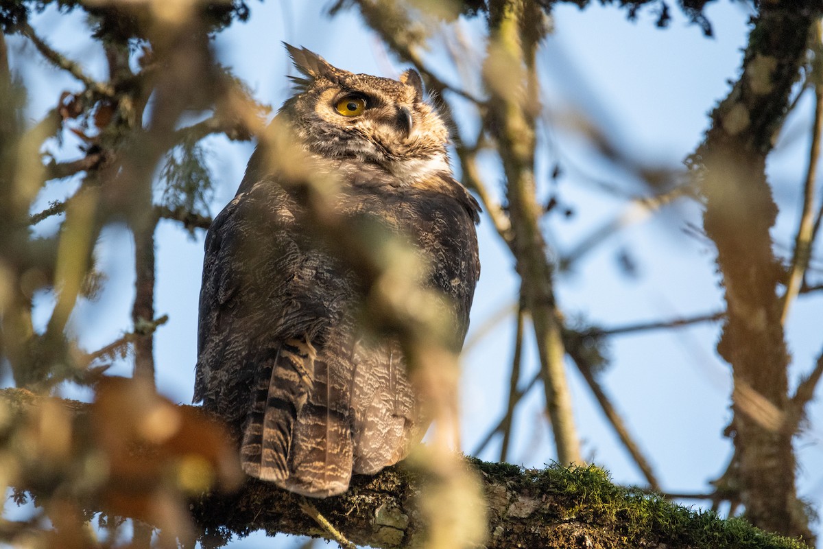Great Horned Owl - ML505391541