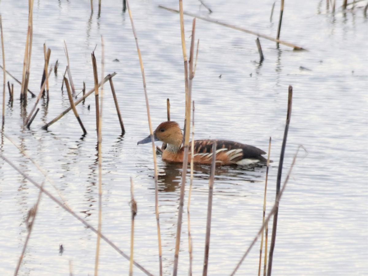 eBird Checklist 16 Nov 2022 Anahuac NWR (UTC 049) 67 species
