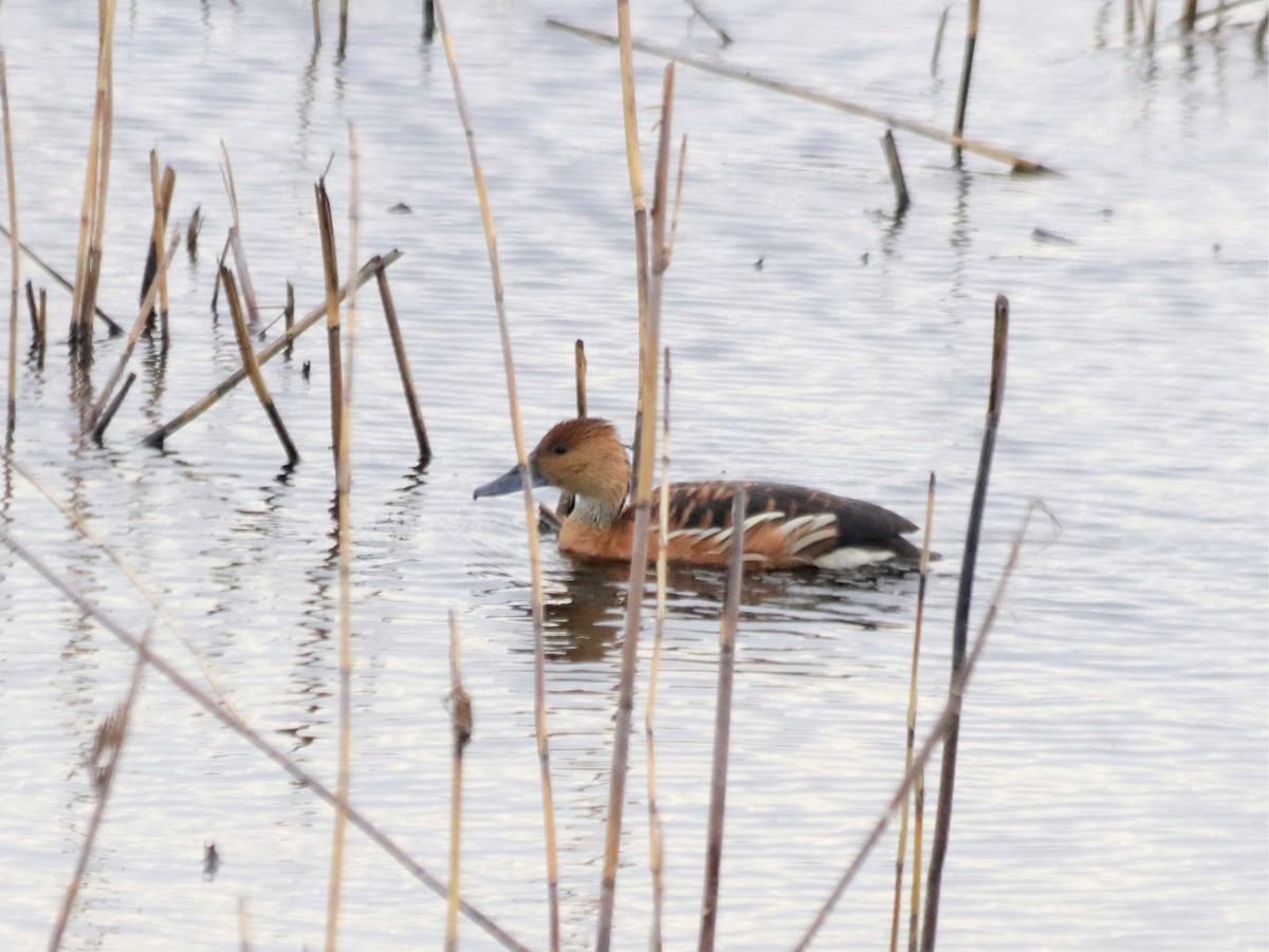 Ebird Checklist Nov Anahuac Nwr Utc Species