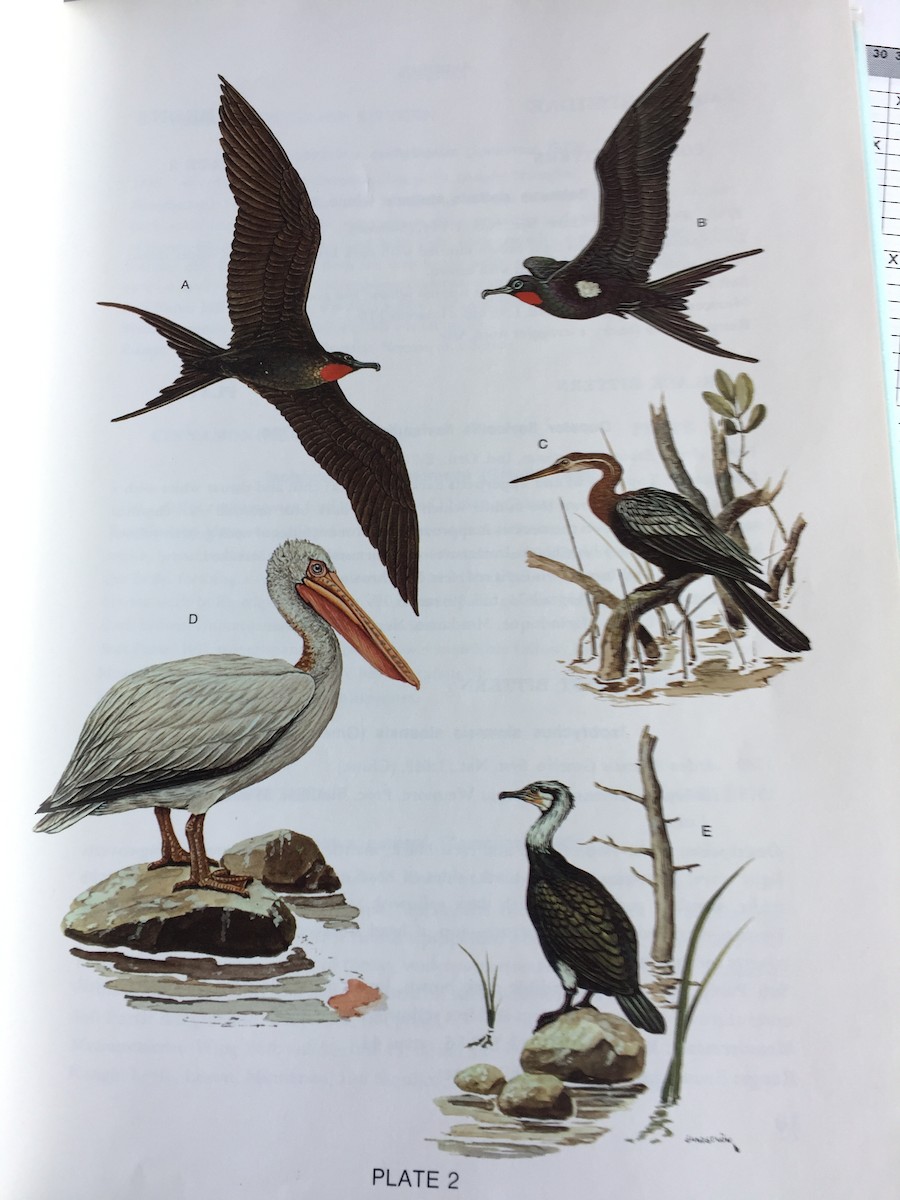 Great Cormorant (Eurasian) - ML50540081