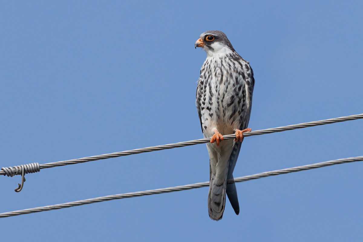 Amur Falcon - Hari K Patibanda