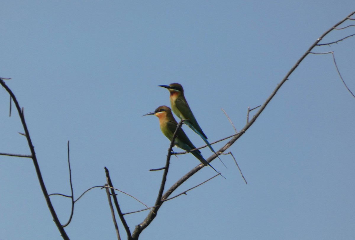 Blue-tailed Bee-eater - Gabriel Rudy