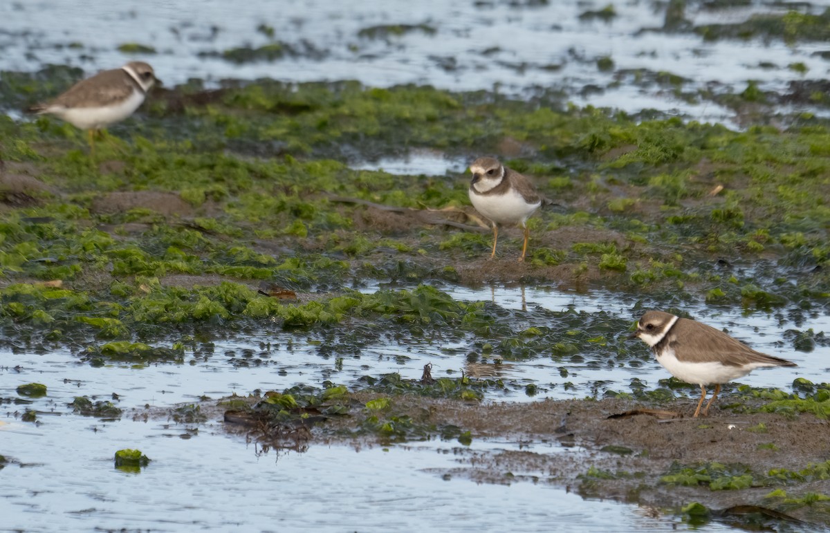 Semipalmated Plover - Elizabeth Crouthamel