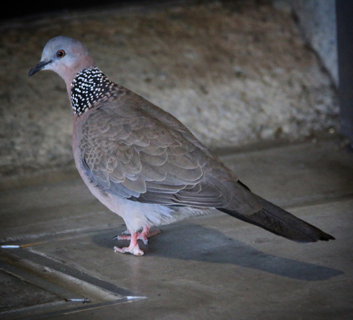 Spotted Dove - ML505405251