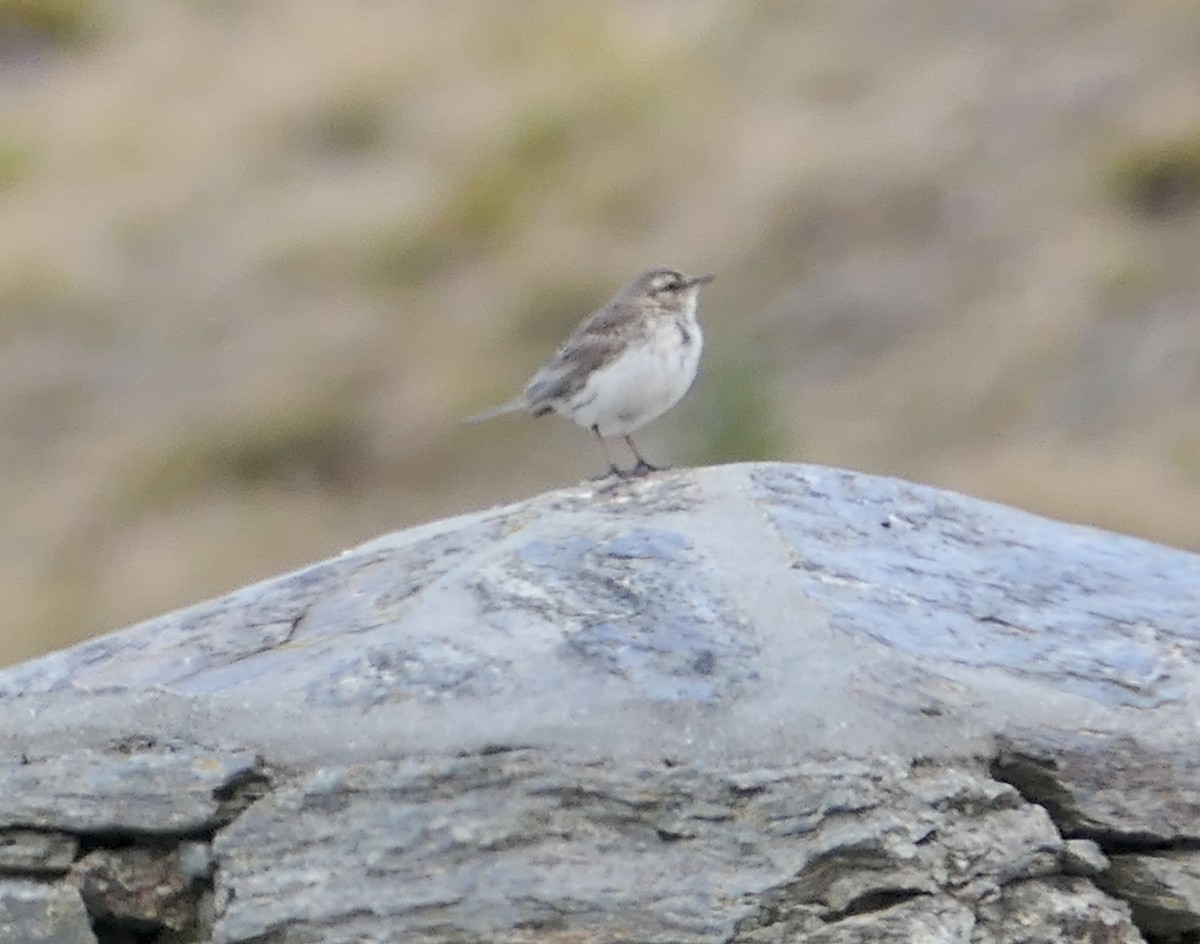 New Zealand Bird Atlas Checklist 20 Nov 2022 Crown Range Summit 2 species