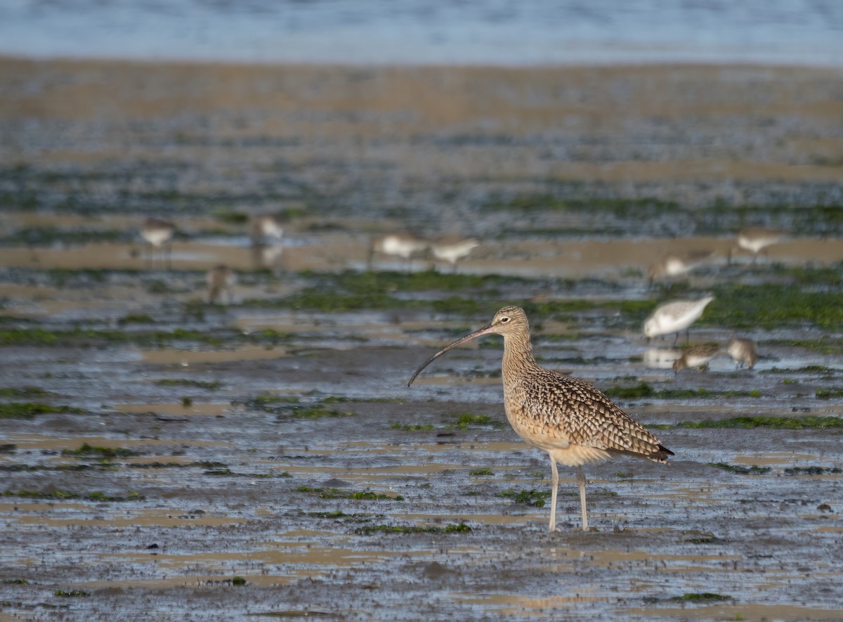 Long-billed Curlew - ML505405501